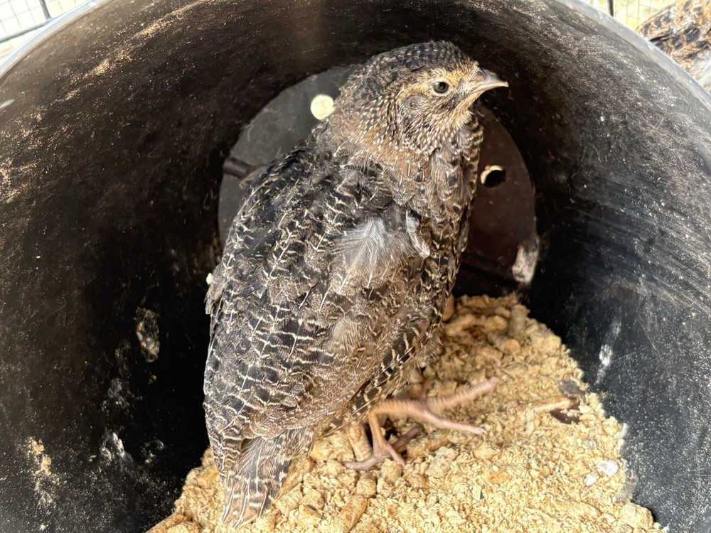 Coturnix hatching eggs unique colors 15 hatching eggs