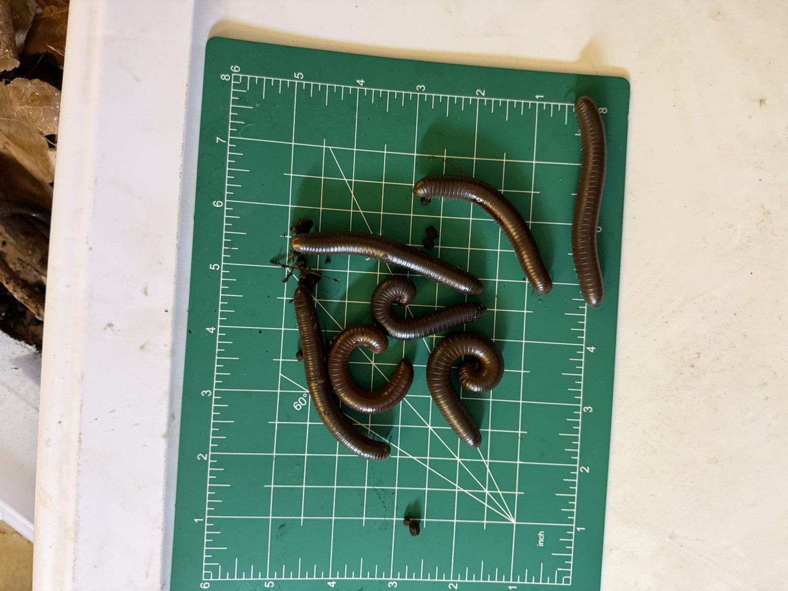 UV REACTIVE Hiltonius Pulchrus Millipede 5 Compost Classroom Pet Millipede Only