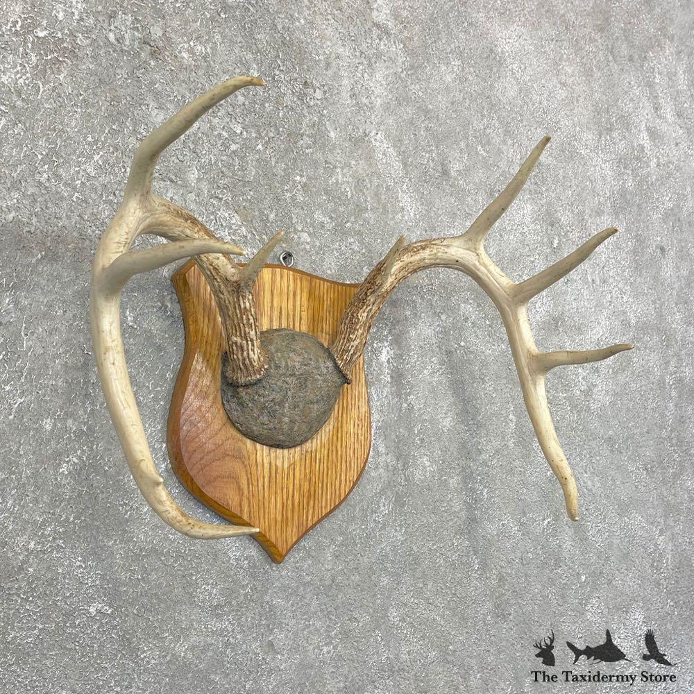 #24254 E | Whitetail Deer Antler Plaque Mount