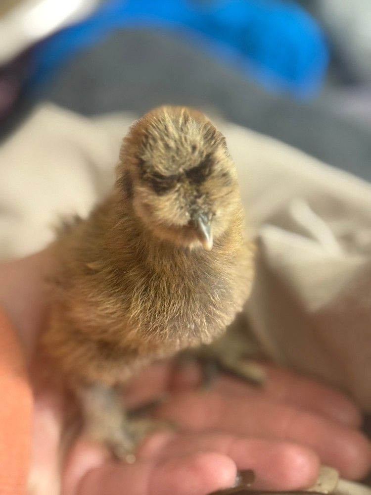 PURE Silkie Hatching Eggs (6)