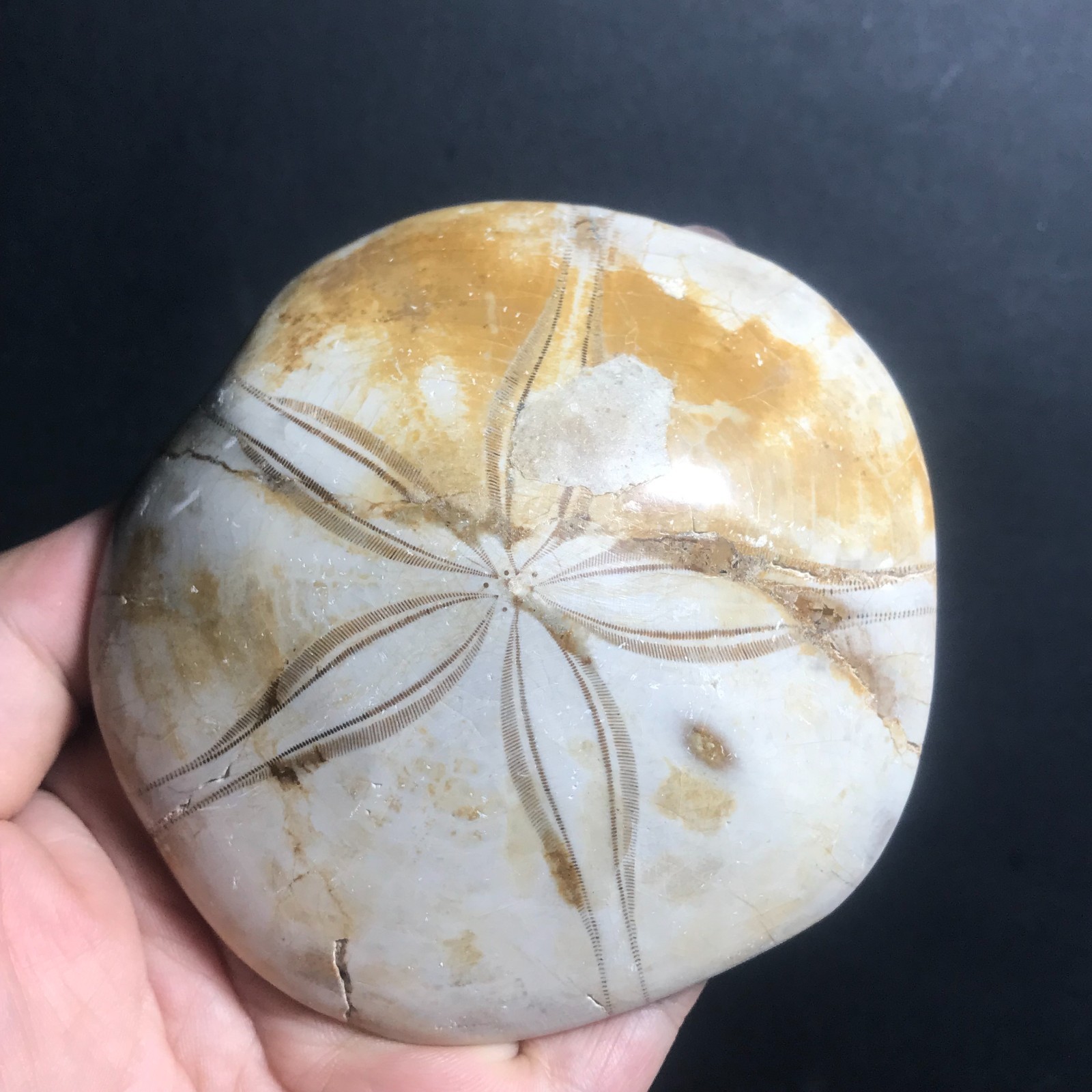 213g Starfish Crystal Specimen 09