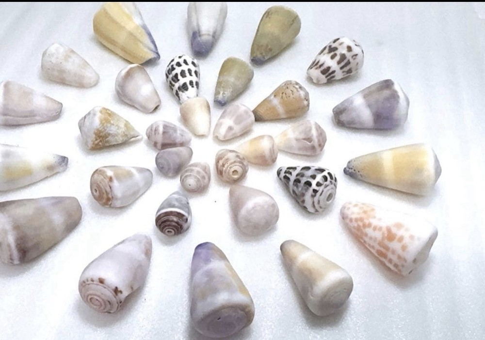 Cone Shell from japan Okinawa shell