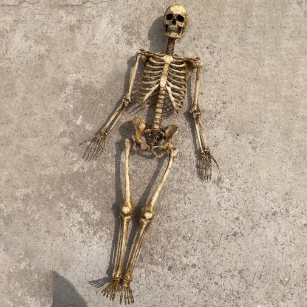 1/6 Scale Human Beings Skeleton PVC Model for 12" Action Figure Accessory ToyssT