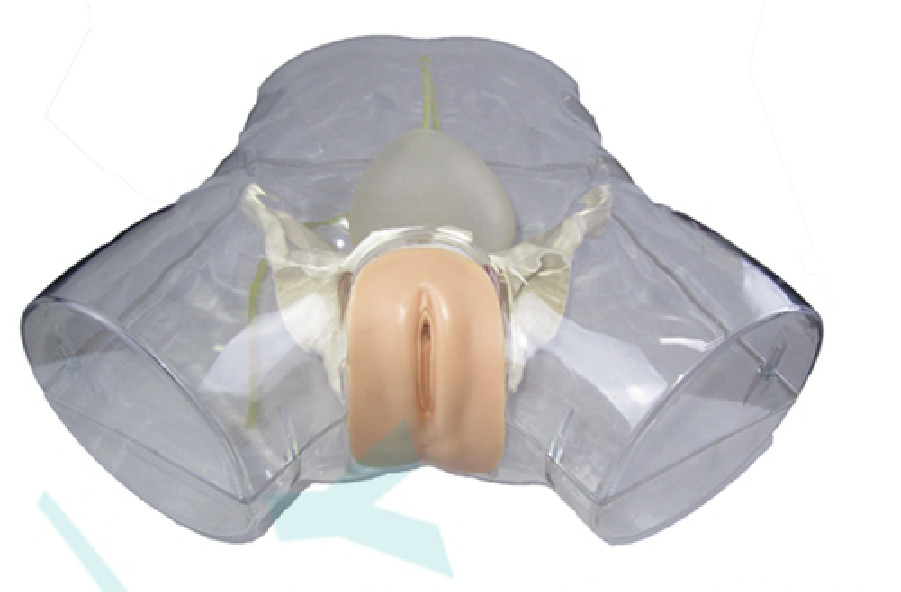 1:1 Human Female Transparent Catheterization Model Training Display Model