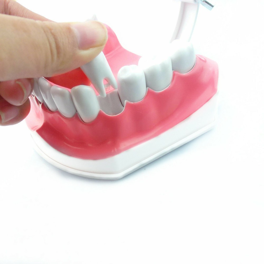 3 Pcs Dental Teaching Demonstration 2 Times Model With Removable Teeth&Toothbrus