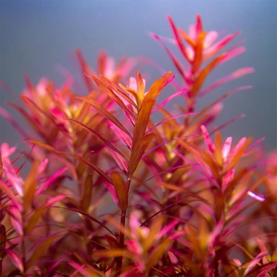 Rotala Blood Red 7 Stems