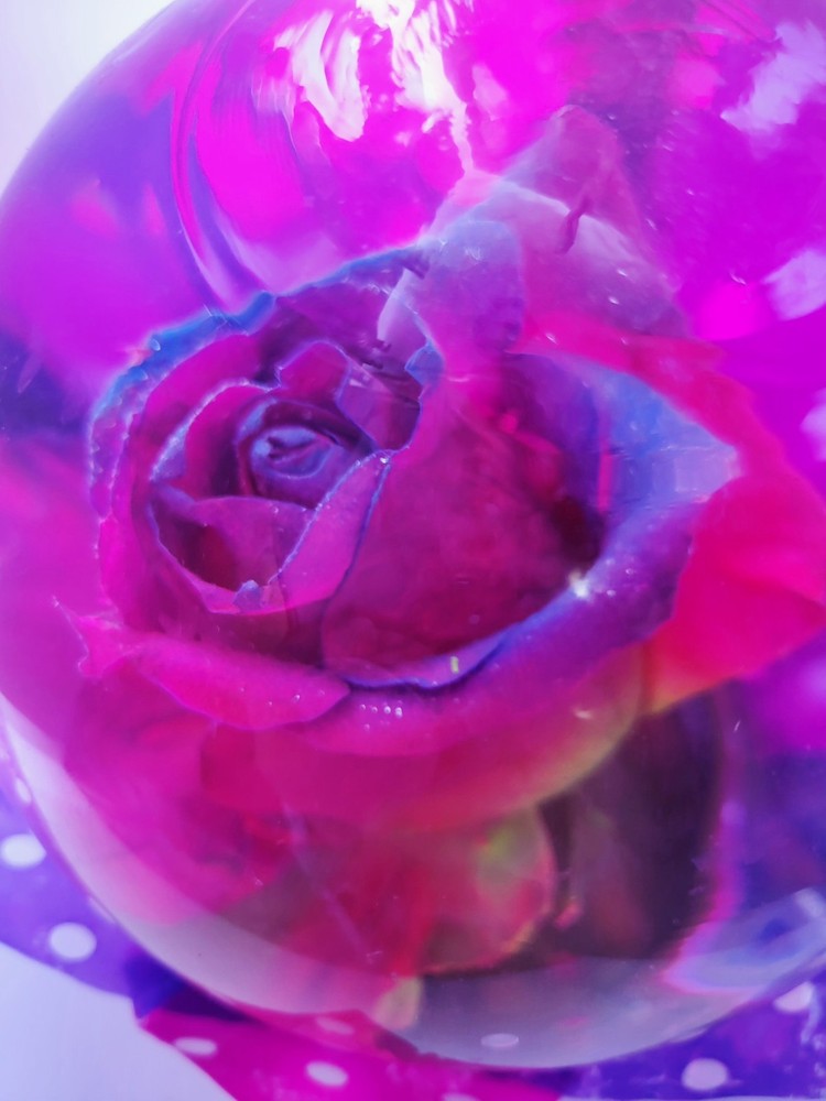 Preserved Multi Color XLarge Rose Globe 7"x6"