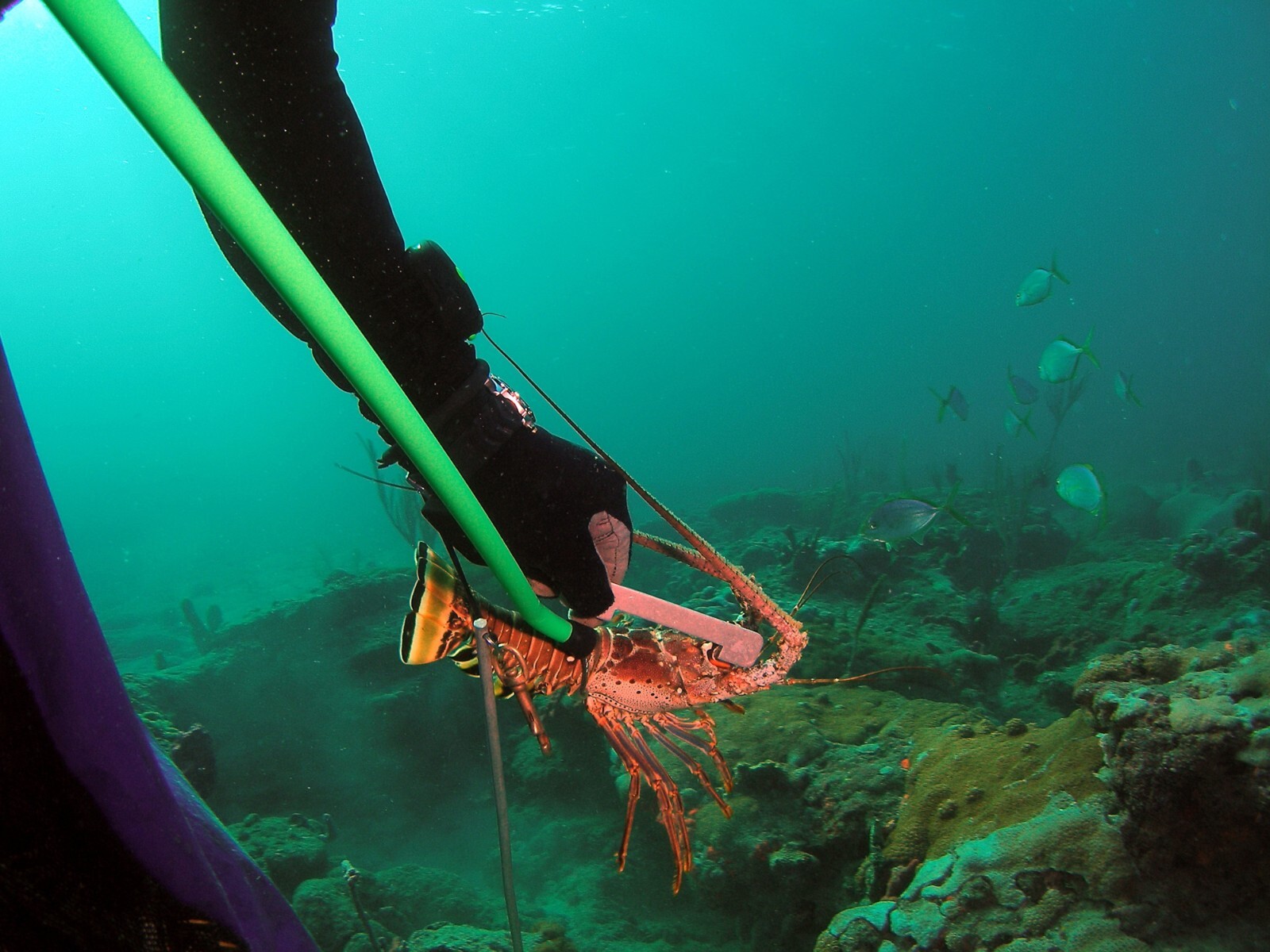 Oceanus Green Lobster Snare with Steel Loop