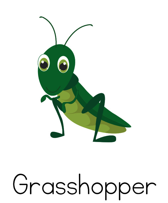 Printable Illustrated Insect Flash Card - A4 / A5 Sizes