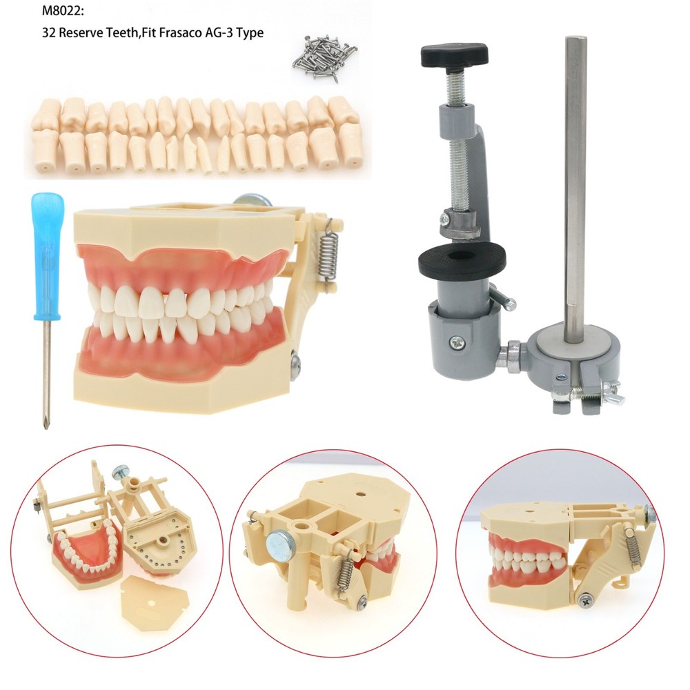 Frasaco AG3 Compatible Typodont 32 Type Screw-In Teeth & Restorative Simulation