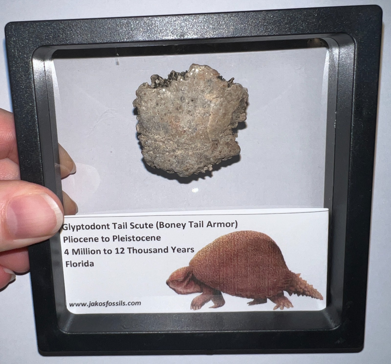 Framed RARE Ice Age Fossil GLYPTODONT Tail Scute Bone Armor Lot! ONE PER ORDER!