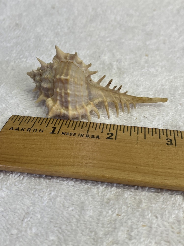 Unique Sea Shell with Spines 3" Long  for crafts / display