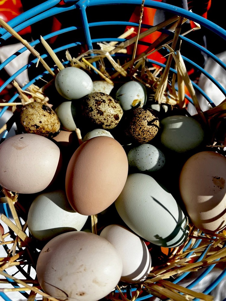 Copper Maran,Easter egger,olive egger hatching eggs