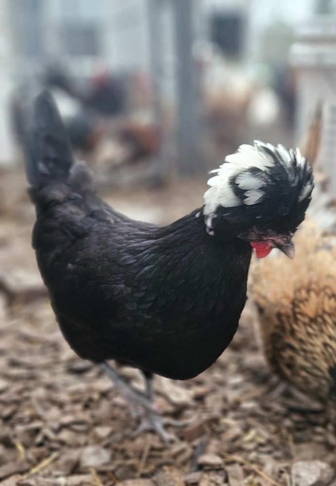 12 Polish Hatching Eggs