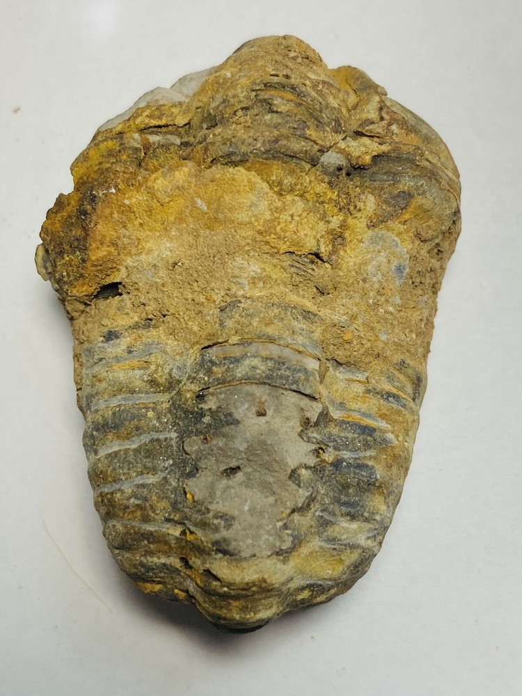 trilobite fossil