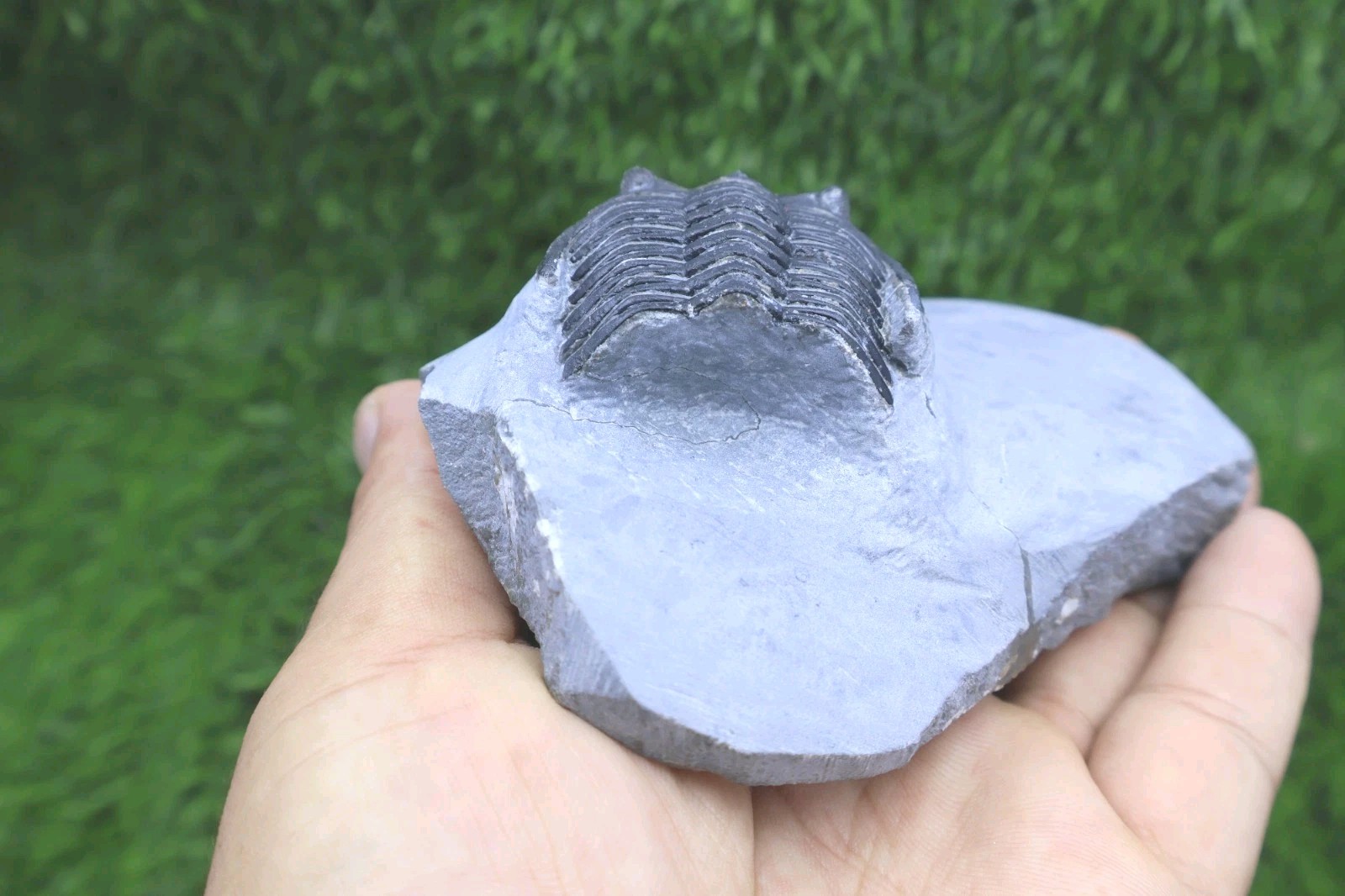 Incomplete Hollardops Trilobite Fossil Devonian - Authentic Detailed trilobite