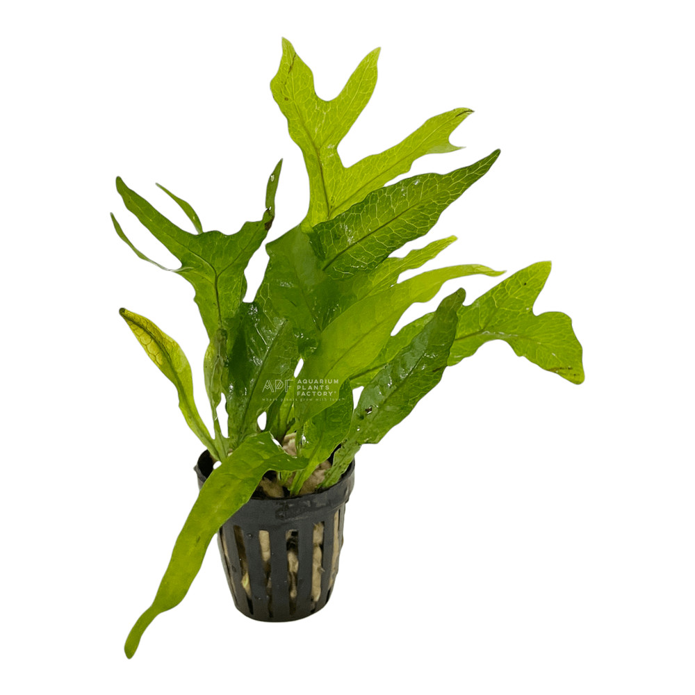 Java Fern Thor's Hammer | Aquarium Plants Factory®