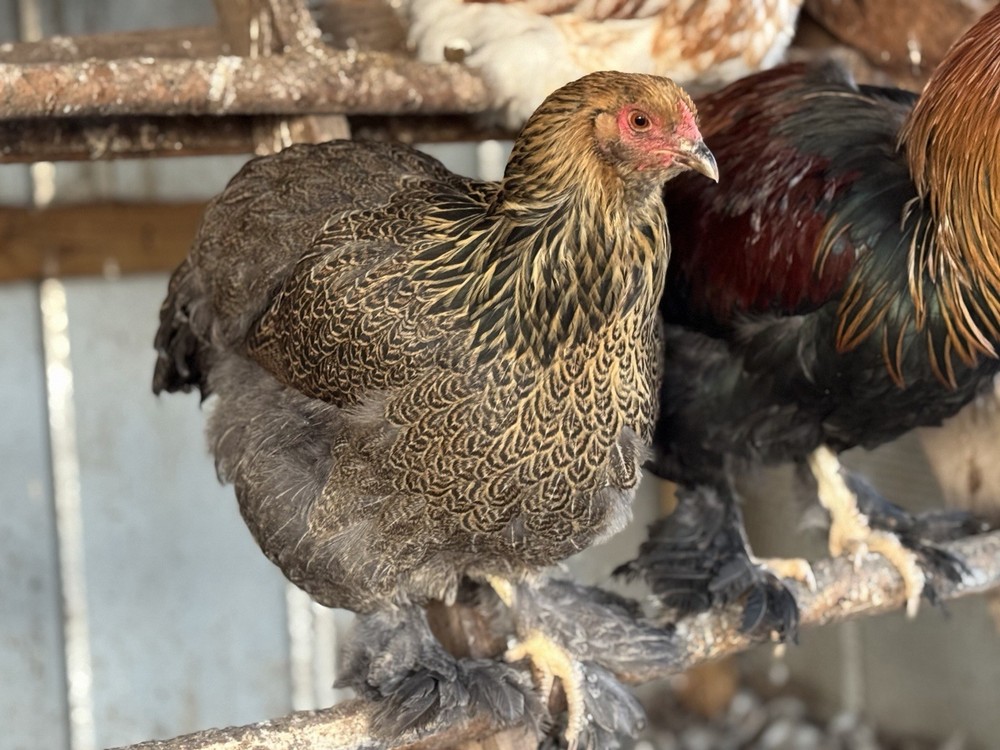 12+ Blue/Black/Splash SILVER/GOLD Partridge Brahma Hatching Eggs