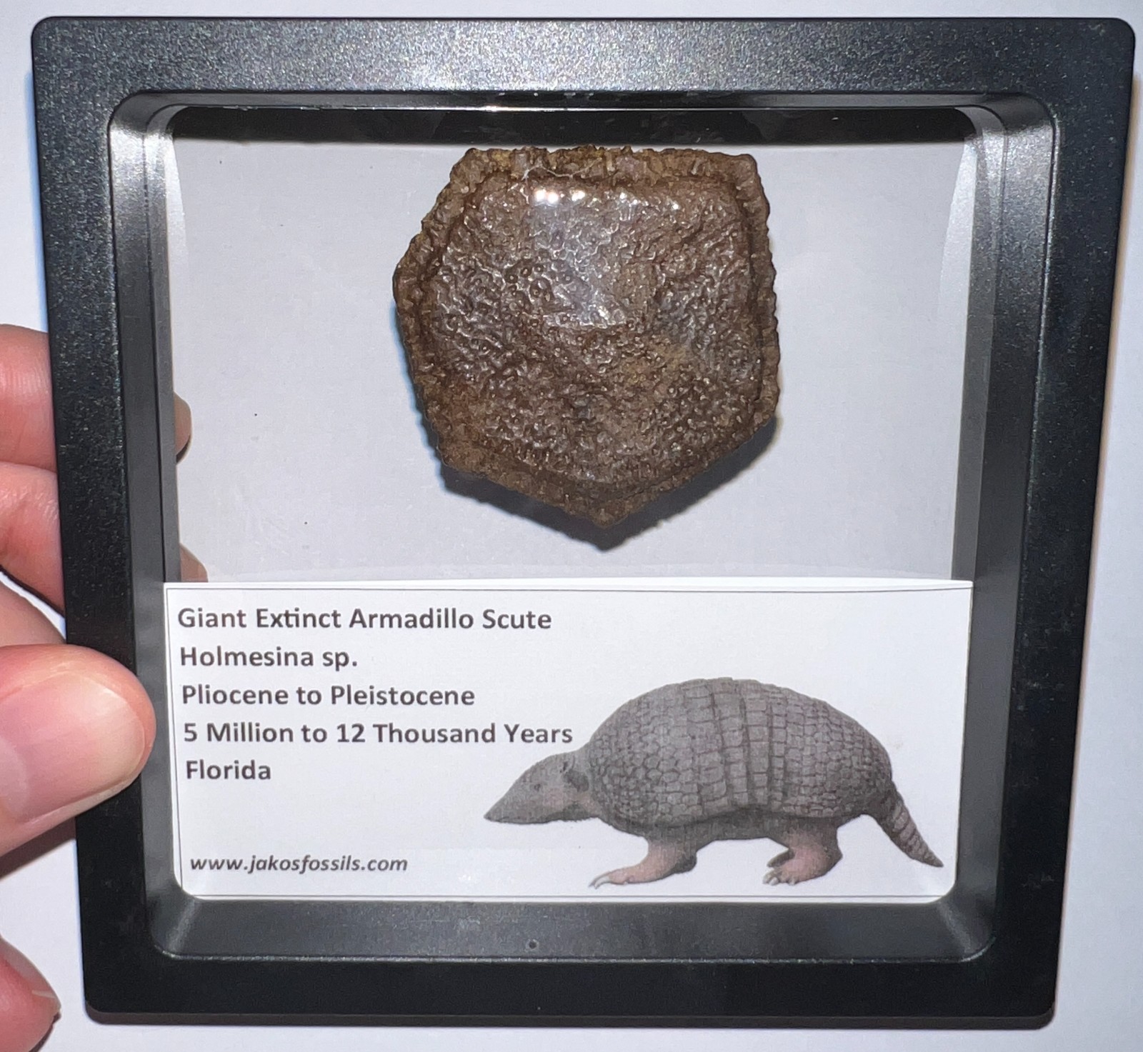 RARE Ice Age Fossil HOLMESINA GIANT ARMADILLO Scute Bone Armor Lot ONE PER ORDER