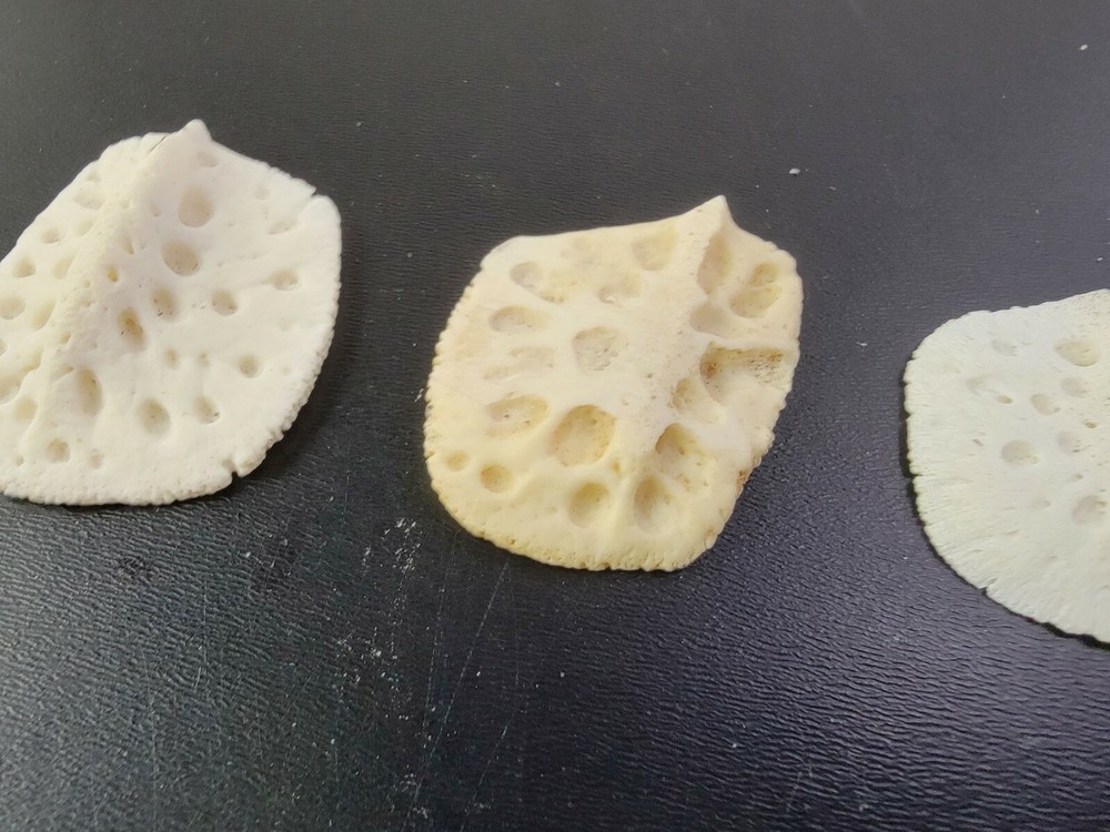 Gator ALLIGATOR BACK SCUTE bone bones BONY skutes croc weird OSTEODERMS CLEAN