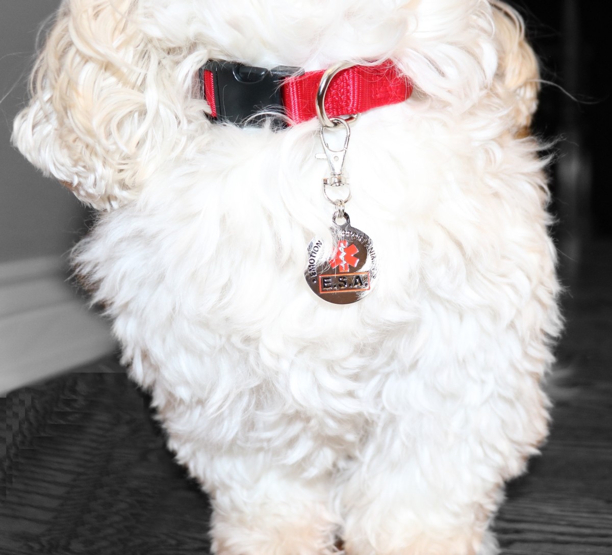 Service Dog | Emotional Support Animal Dog Collar Tag Harness ALL ACCESS CANINE™