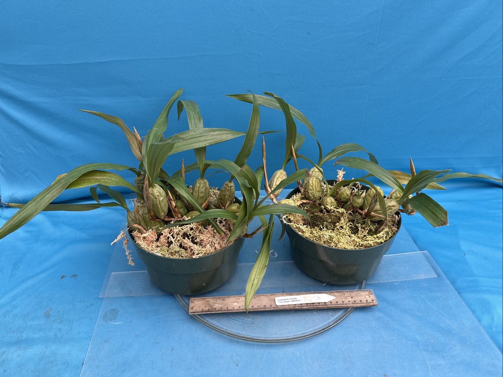 Coelogyne cristata ‘The Queen’ AM/AOS BS White Yellow Orchid Species 6” Pot