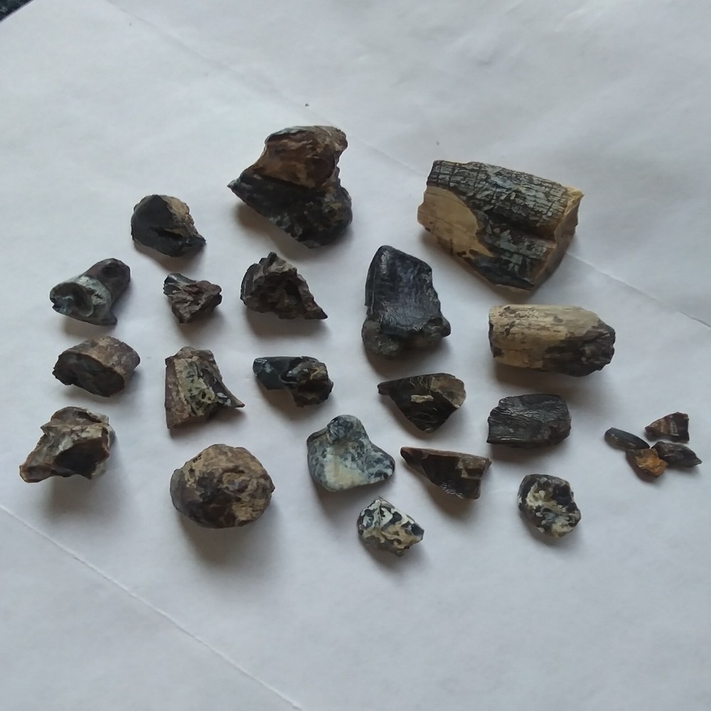 Fossil Teeth Parts