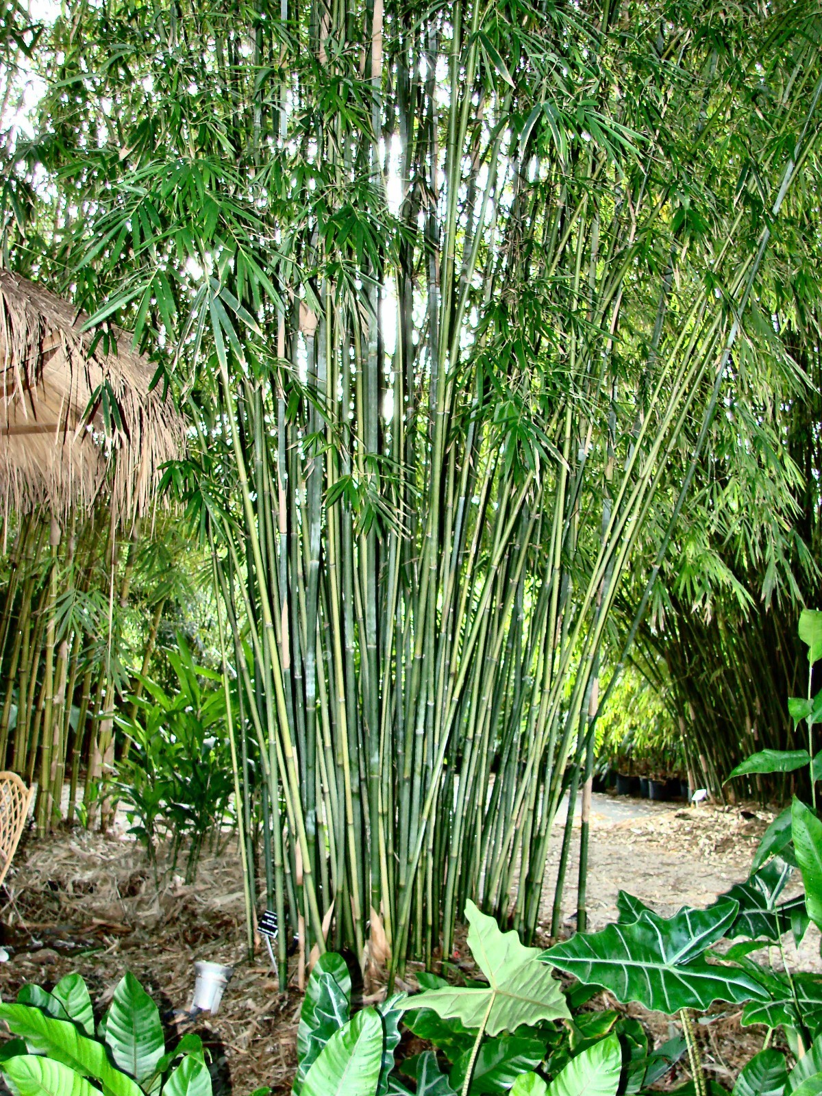 Graceful Bamboo - Bambusa textilis gracilis **NON-INVASIVE, CLUMPING**