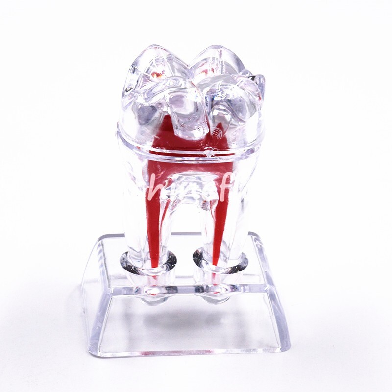 2X Dental Crystal Base Teeth Model Hard Plastic Teaching Demonstration Separable
