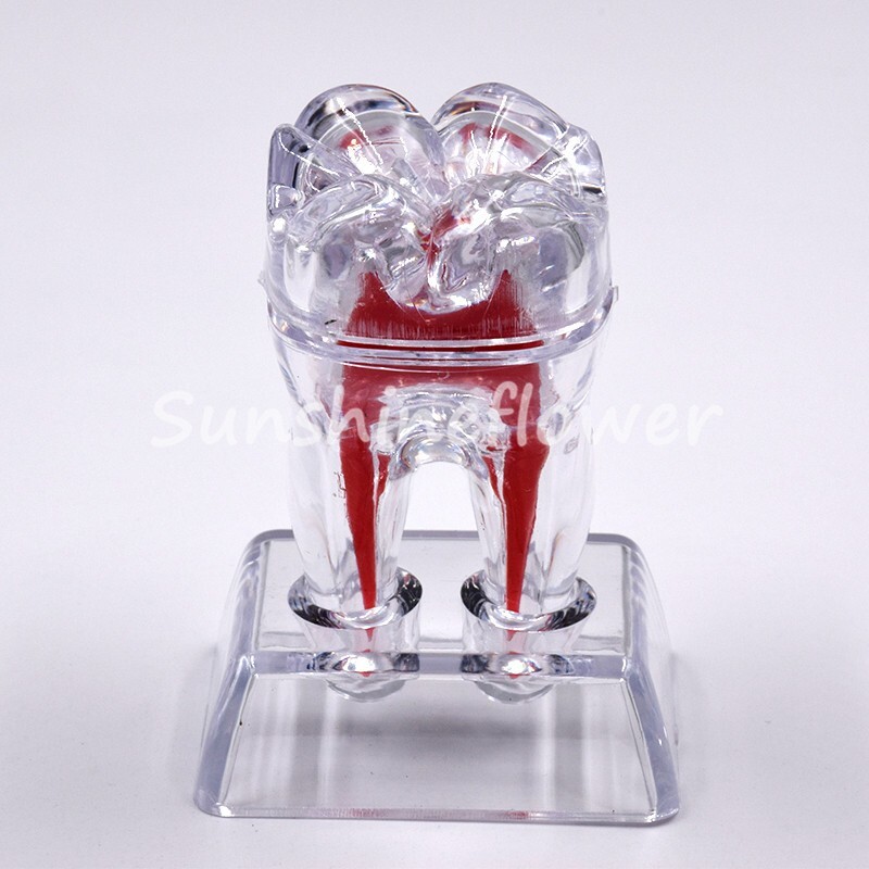2X Dental Crystal Base Teeth Model Hard Plastic Teaching Demonstration Separable