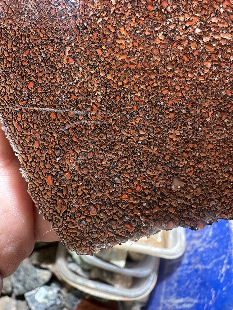 Dinosaur bone rough **hxtled slab.