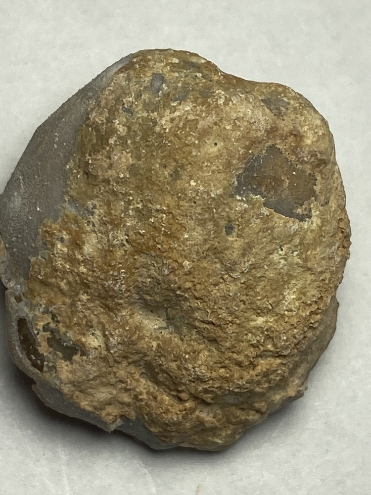 sea urchin fossil