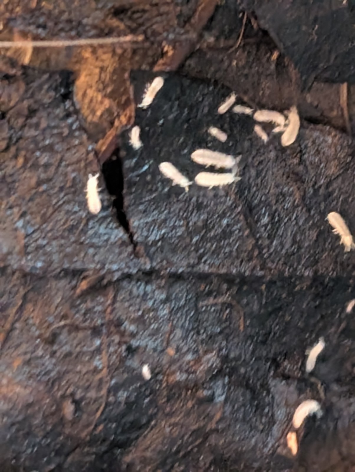 1000+ Temperate Springtails, Free Shipping