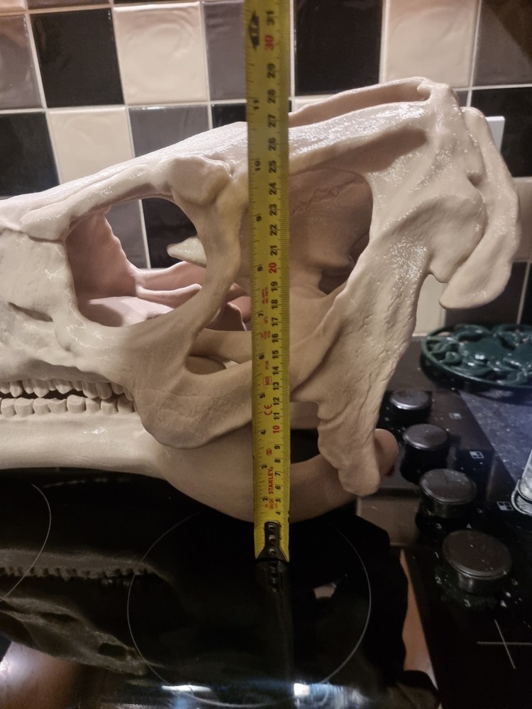 Iguanodon Replica Skull Large Dinosaur Skull Model