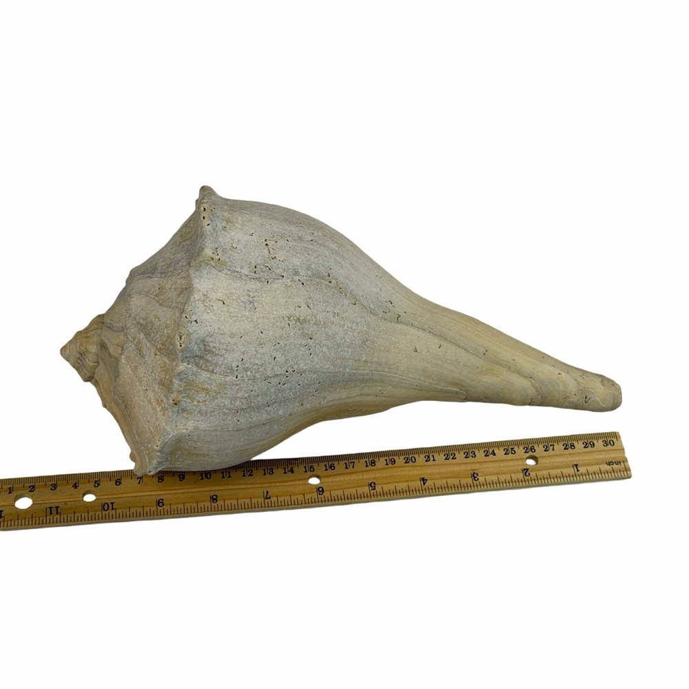 Large 11” Fossil seashell knobby whelk knobbed conch shell