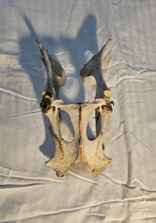 Deer Pelvis Bone