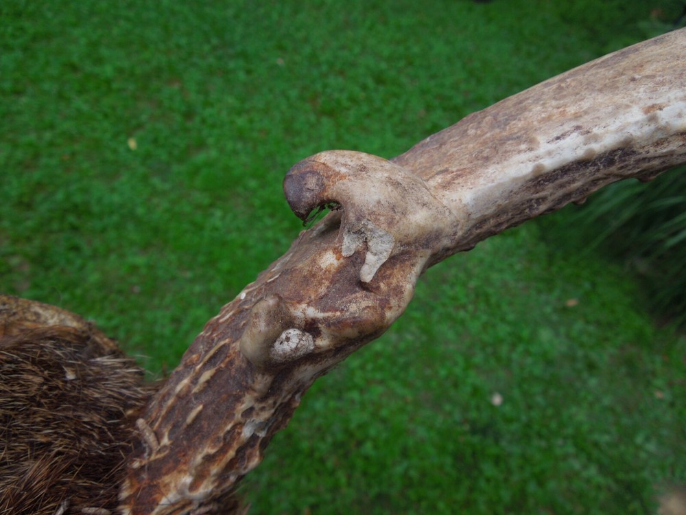 Large 9 point Deer Antler Rack Would Have been a 10 without a Broken Point