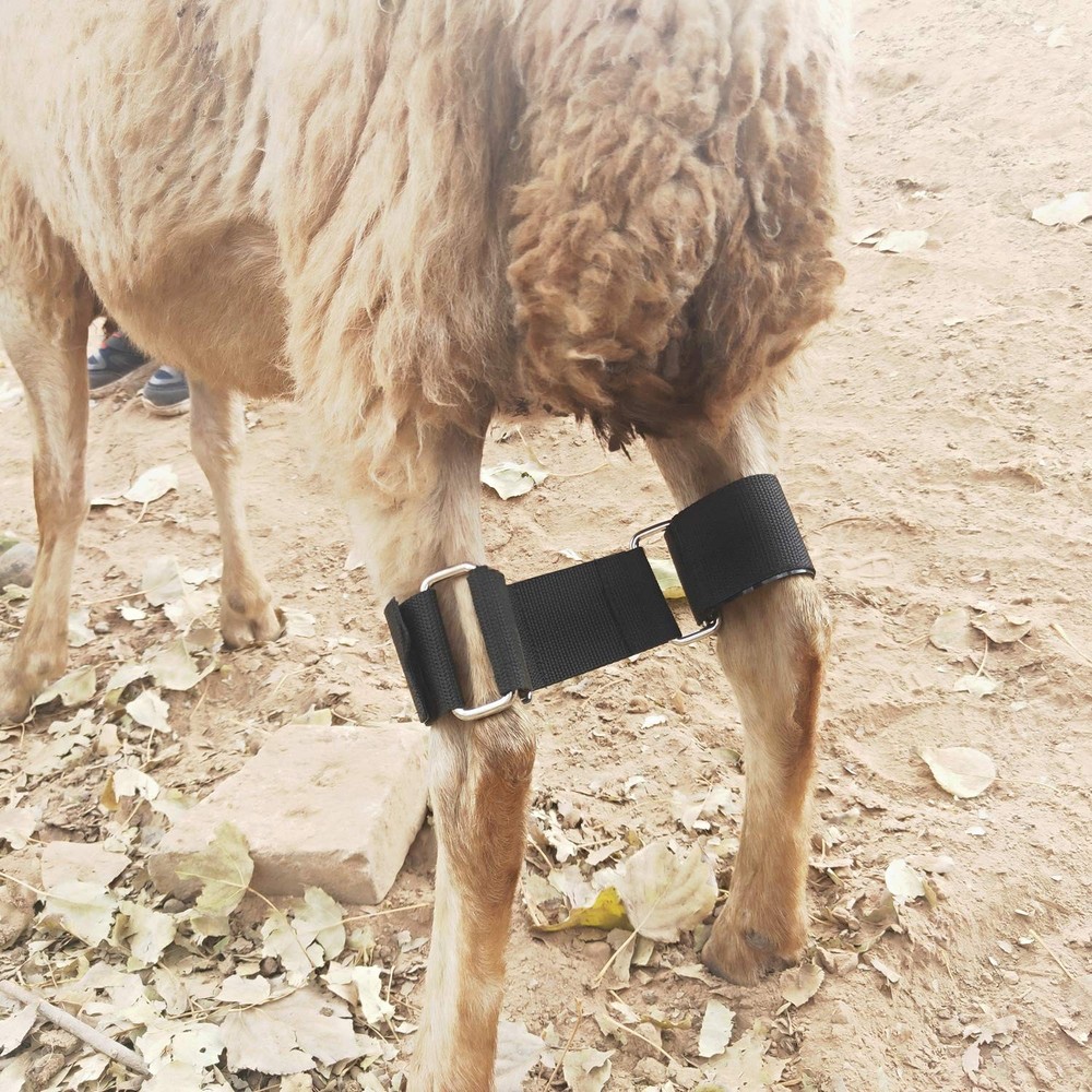 Goat Hobbles Binding Tool for Milking Difficult Goats