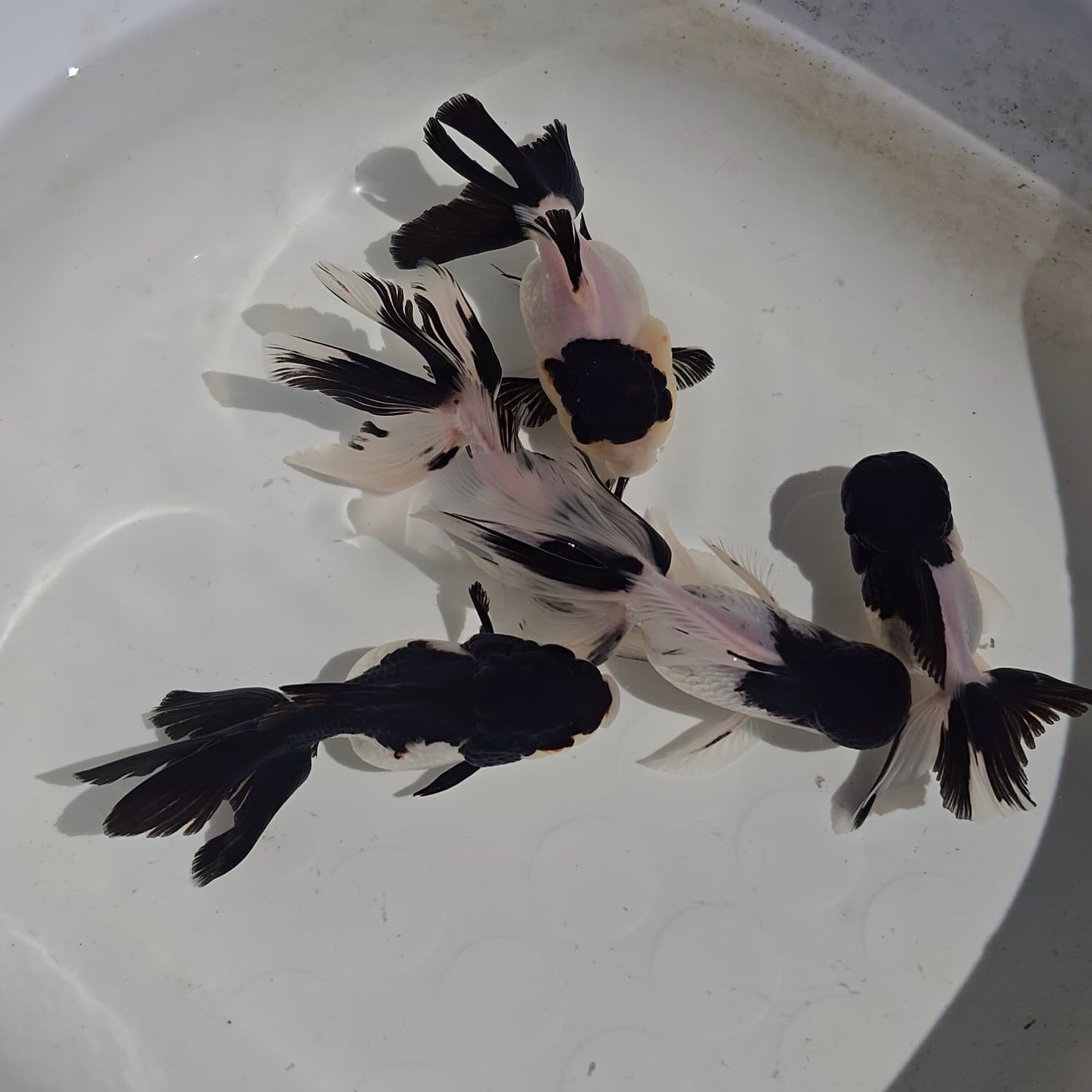 Live Oranda Panda Color Juvenile Goldfish short body 2 to 2.5 inch