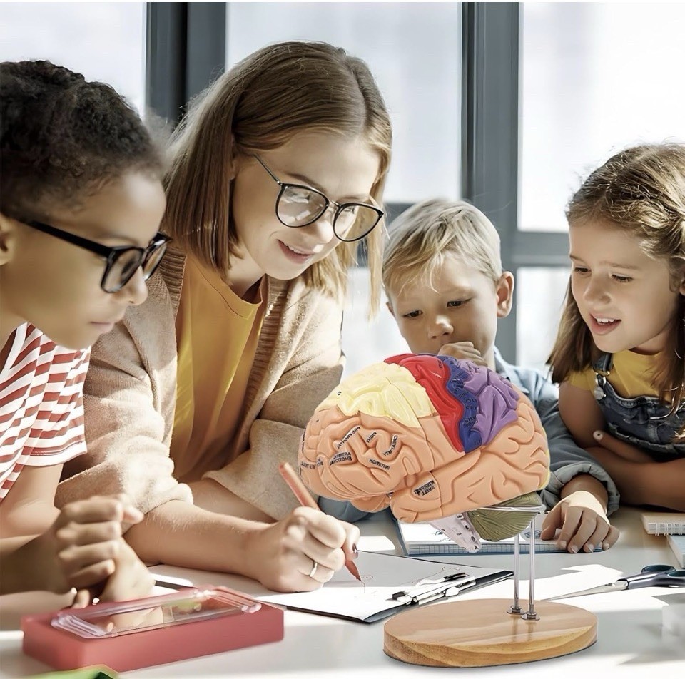 Brain Model 3D, 2 Times Enlargement 4-Part Human Brain Model with Functional ...