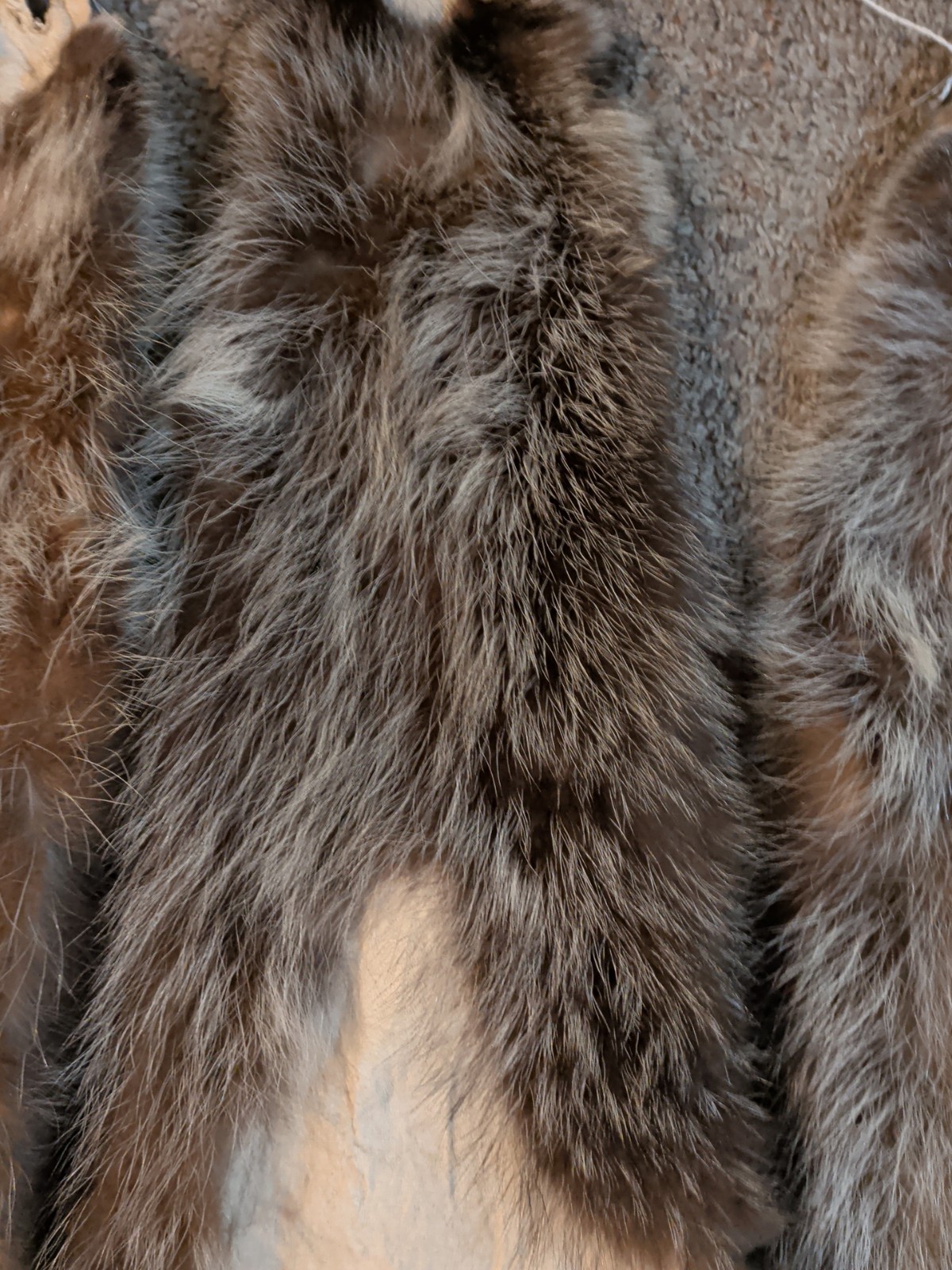 Newly Tanned Wild Large Racoon pelts~Country Fur Cabin Craft Fur~NICE! Soft!!