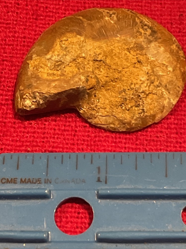 prehistoric Sea animals, Fossilized