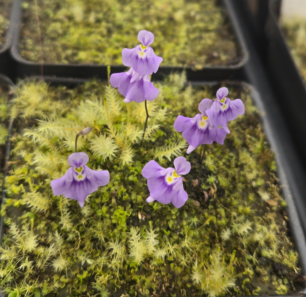 Utricularia microcalyx Carnivorous Bladderwort