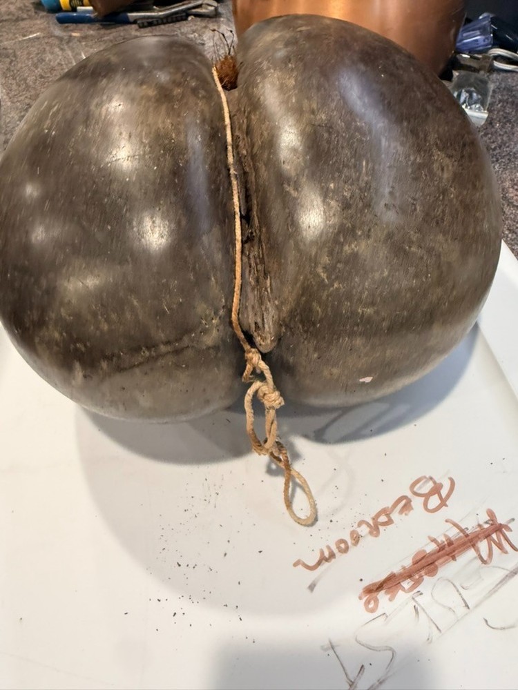 Coco De Mer Coconut, Seychelles Coconut