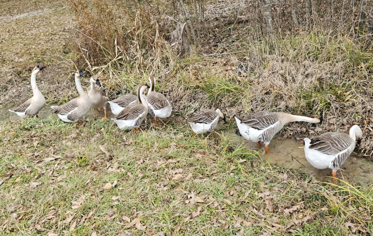 3 + African Goose Hatching Eggs Fertile Louisiana Farm Fresh MULTIPLES AVAILABLE