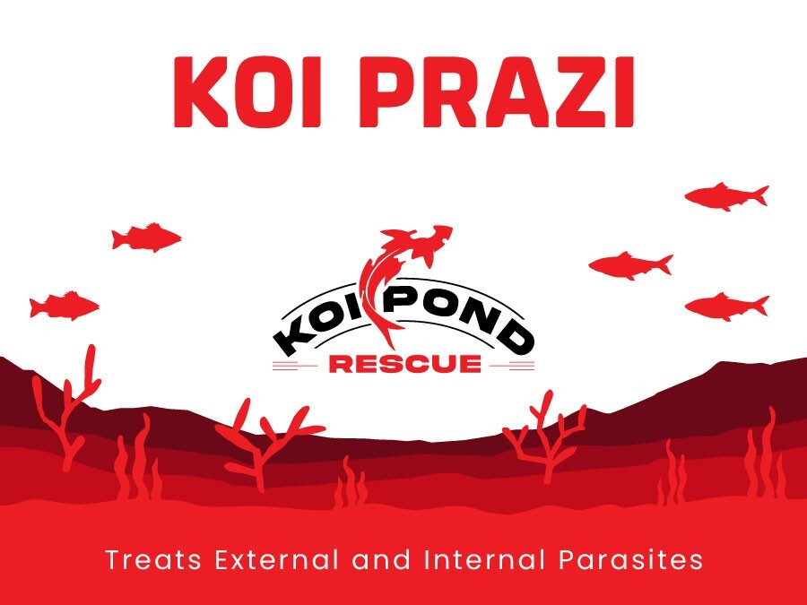 KOI PRAZI Fluke Destroyer for Fish Ponds & Aquariums - 50 Grams