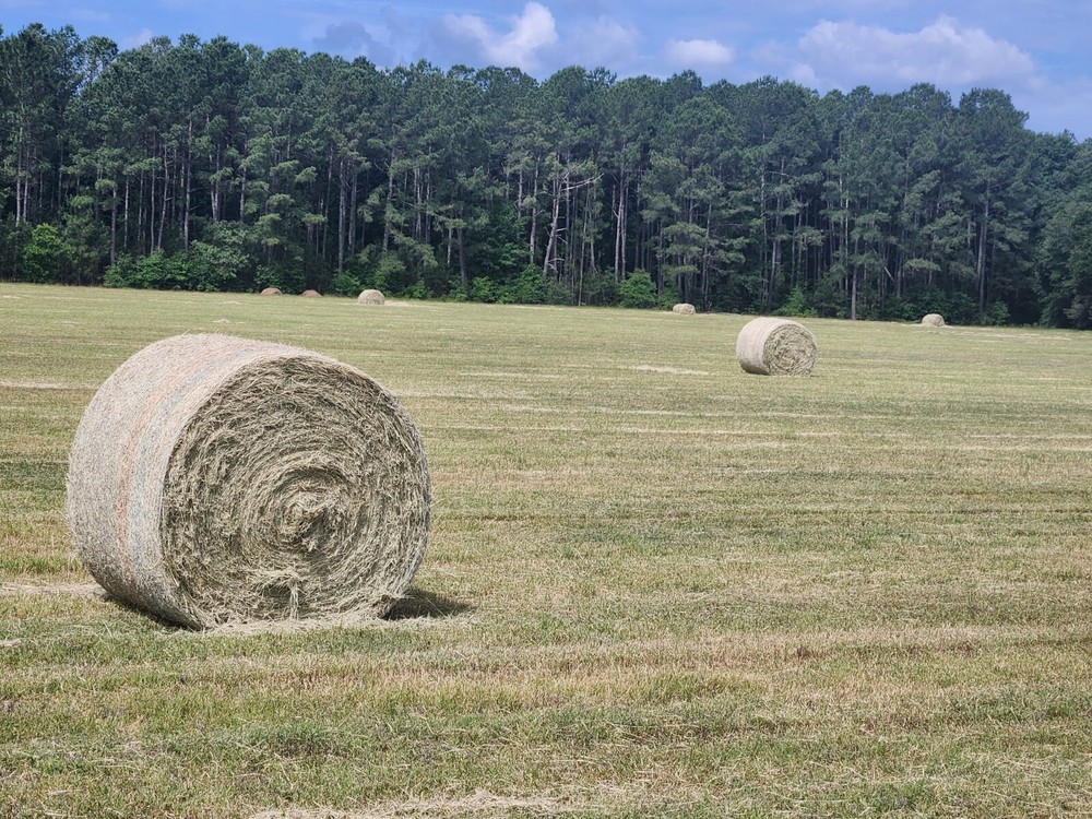 Horse Hay