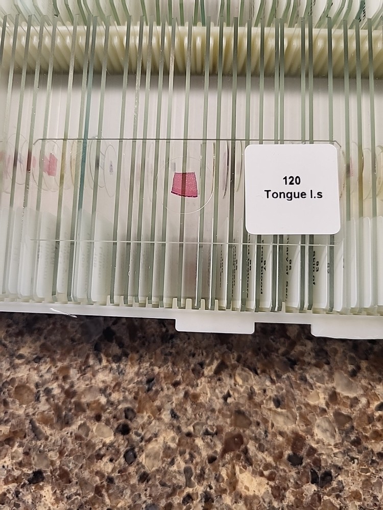 Biological Specimen 108 x Microscope Slides Laboratory Kit Educational READ
