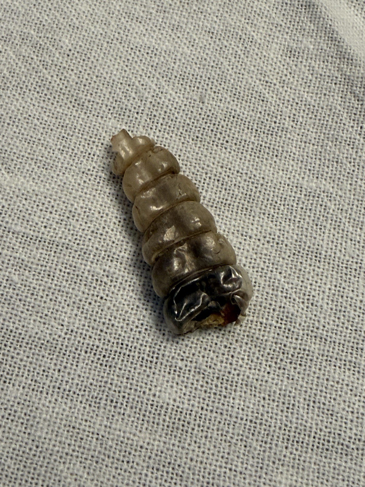 Rattlesnake Rattles ~ Lot Of 4 Rattles