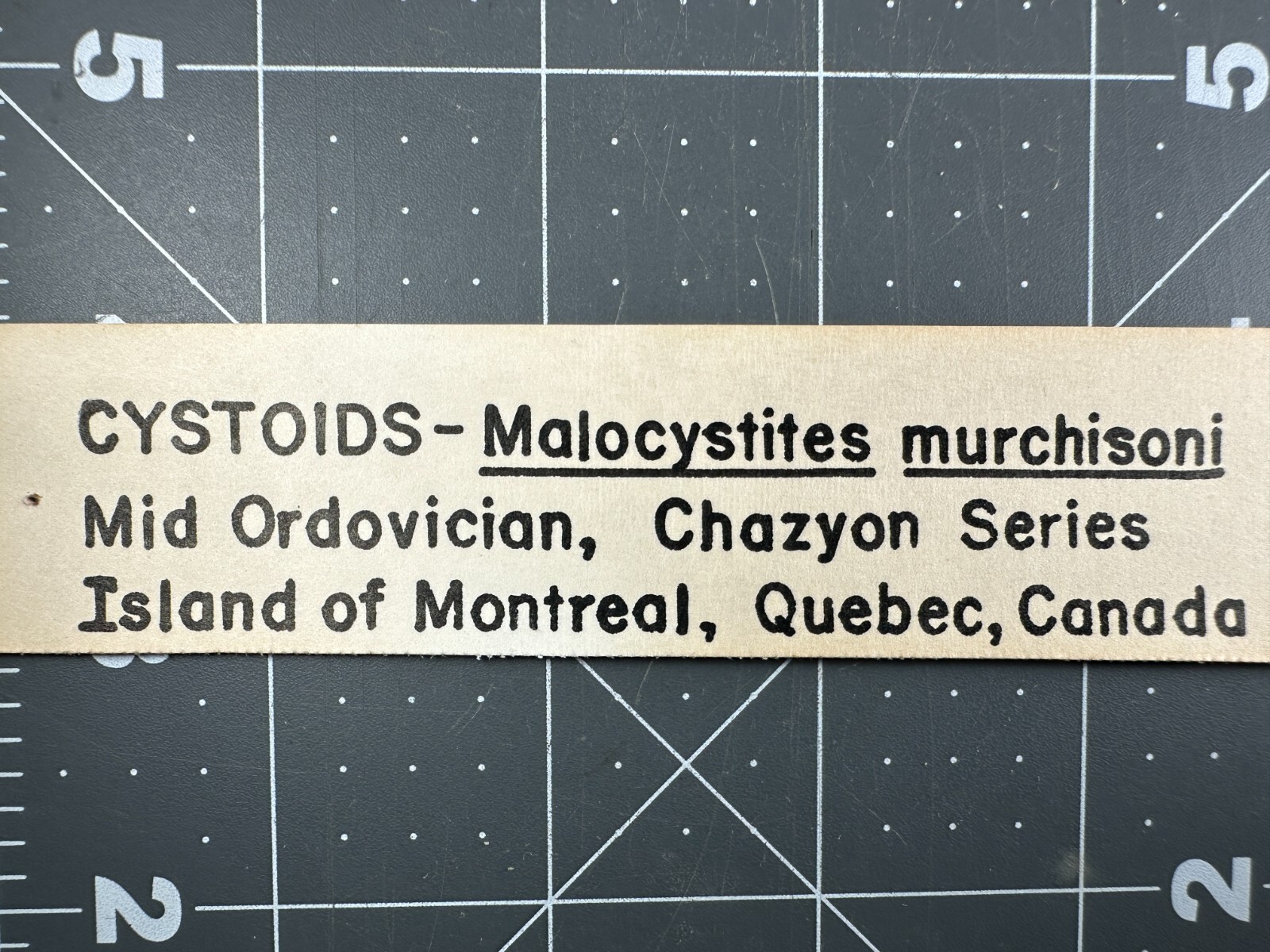 ➤ 7/8 Inch CYSTOID Fossil Specimen - Isle of Montreal Canada VIDEO➤159